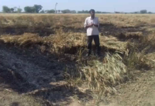 हाईटेंशन 11 हजार वोल्ट की लाइन में फ्यूज उड़ने से खेत में लगी आग ,फसल जलकर खाक