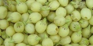 महुआ खायें, शुगर गठिया बवासीर दूर भगायें