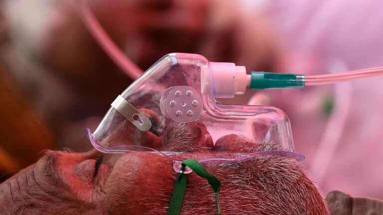 कोरोना का कसूरवार कौन? चमगादड़ या चीन!